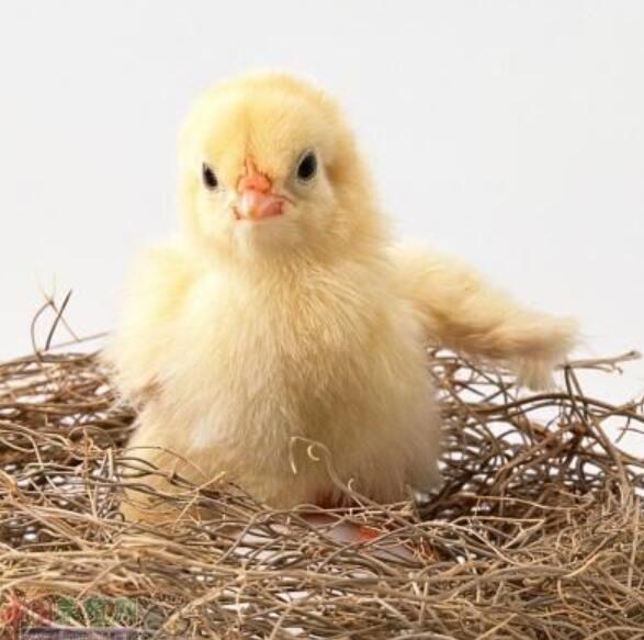 雏鸡开食的要点