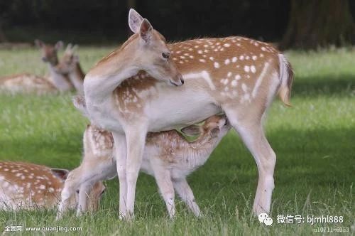 梅花鹿养殖技术之成年母鹿的饲养管理