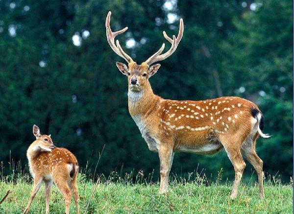 冬季怎么养殖梅花鹿才不生病？