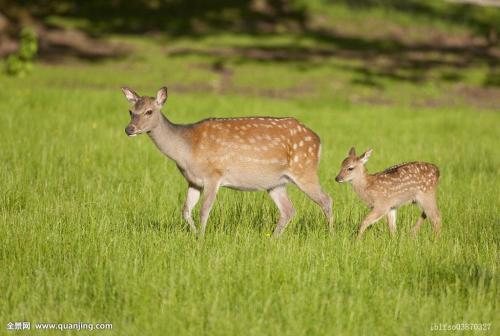 鹿茸的采收方法之化学药物的保定