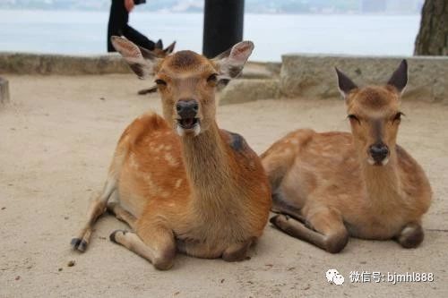 梅花鹿养殖技术之成年母鹿的饲养管理