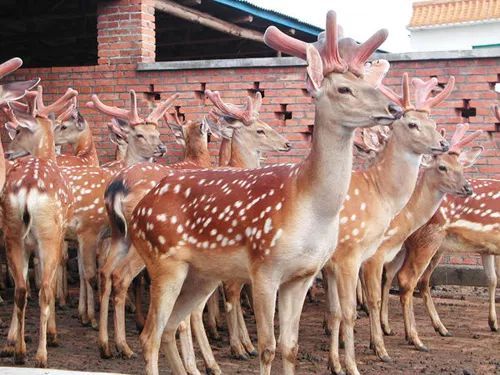 冬季怎么养殖梅花鹿才不生病？