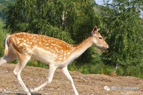 梅花鹿养殖技术之成年母鹿的饲养管理