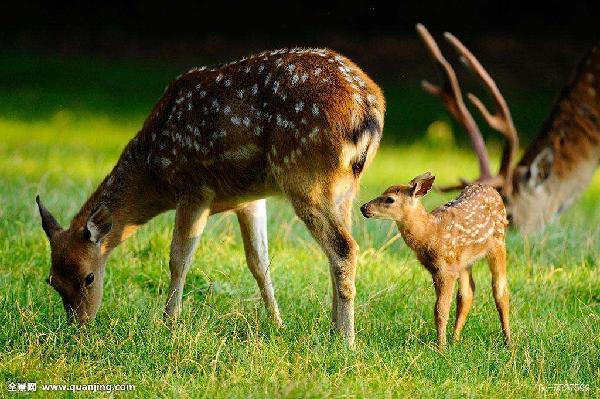 冬季怎么养殖梅花鹿才不生病？