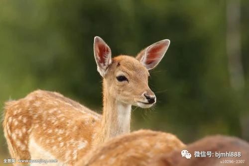 梅花鹿养殖技术之成年母鹿的饲养管理