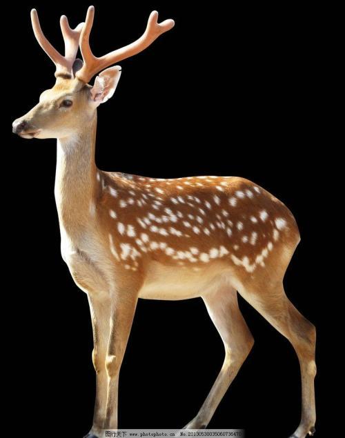 鹿茸的采收方法之化学药物的保定