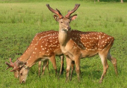 冬季怎么养殖梅花鹿才不生病？