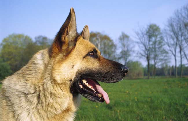 德国牧羊犬智商高吗？