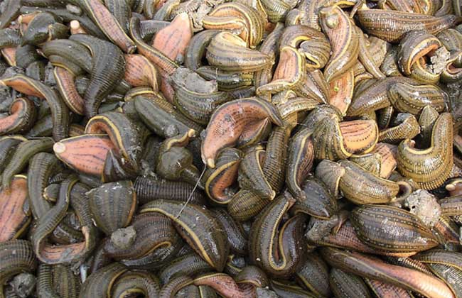 蚂蟥会钻进肉里吗？