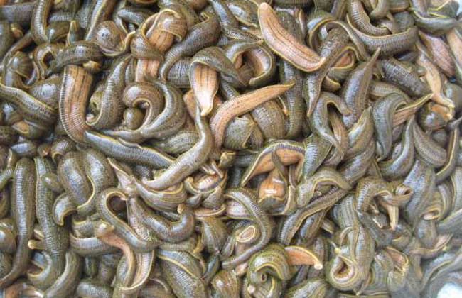 蚂蟥会钻进肉里吗？