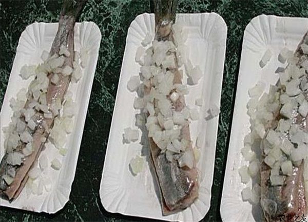 鲱鱼养殖常见病屈桡杆菌病防治技术