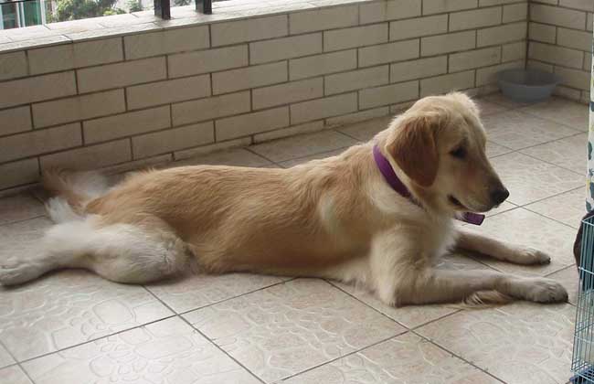 金毛犬吃什么狗粮好？