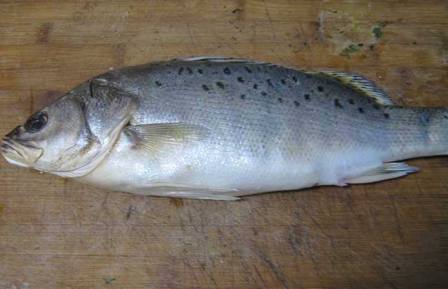 鲈鱼是淡水鱼还是海鱼？