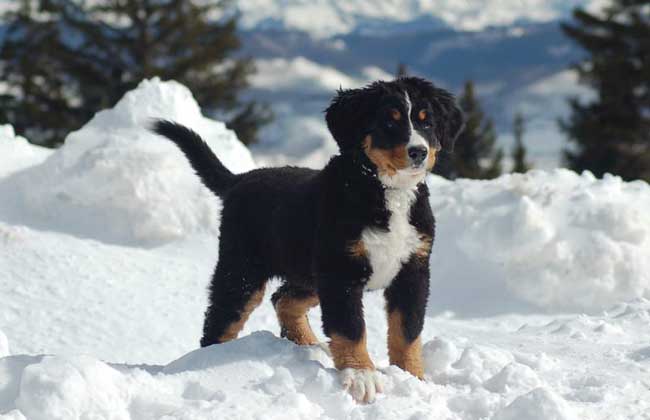 伯恩山犬好养吗？