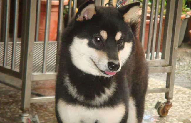 日本柴犬怎么训练？