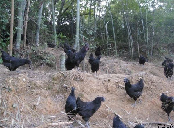 绿壳蛋鸡养殖早春的饲养管理技术