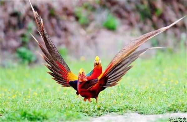 锦鸡养殖需要什么条件