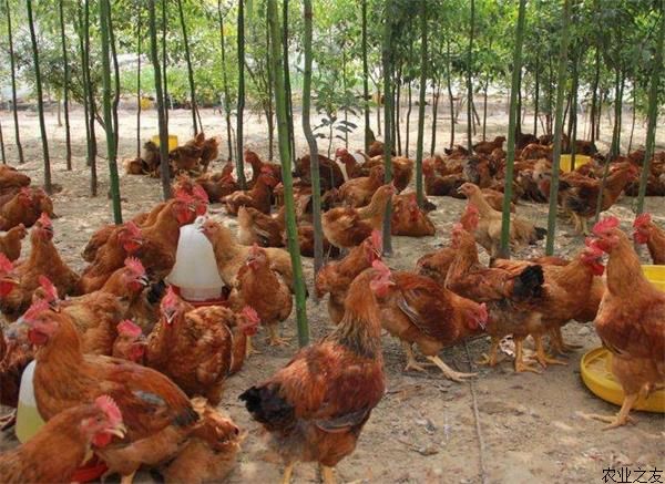 蛋鸡采食习性的变化