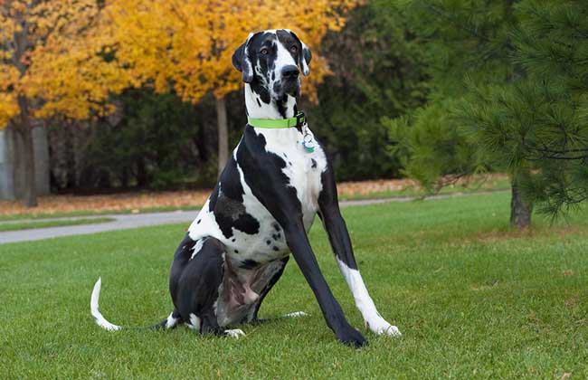 大丹犬怎么饲养？