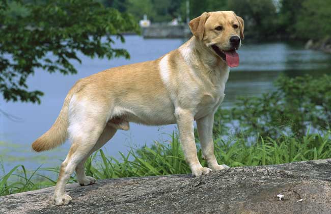 金毛犬和拉布拉多哪个好？