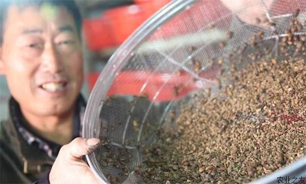 秦皇岛特色土元养殖引领群众致富