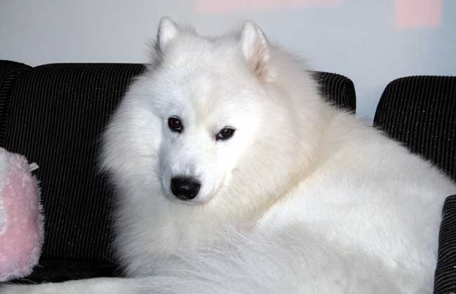 爱斯基摩犬怎么训练？