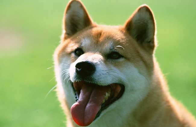 柴犬怎么挑选？