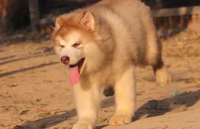 犬瘟热抽搐怎么治疗？