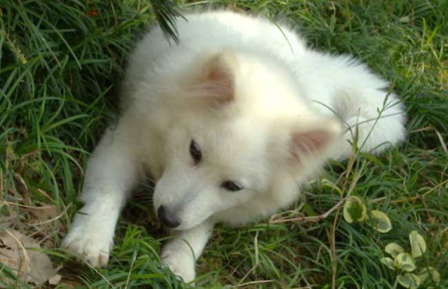 银狐犬怎么养才好？