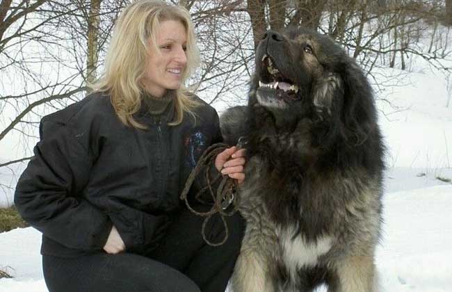 高加索犬会咬主人吗?