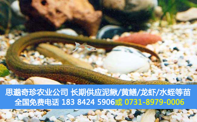 黄鳝养殖成本和利润