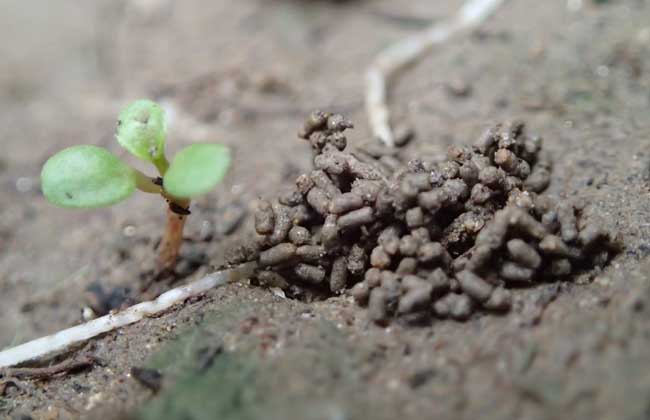 蚯蚓是益虫还是害虫？