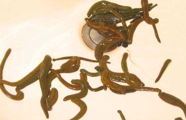 泡沫箱养殖水蛭 水蛭养殖要求