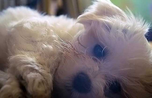 犬细小病毒怎么治疗？