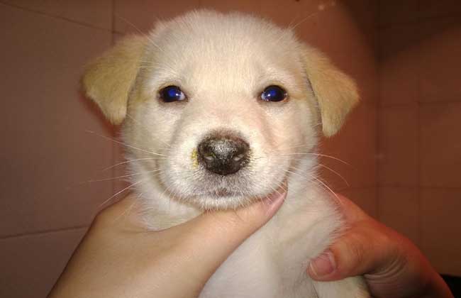 犬瘟热能治好吗？