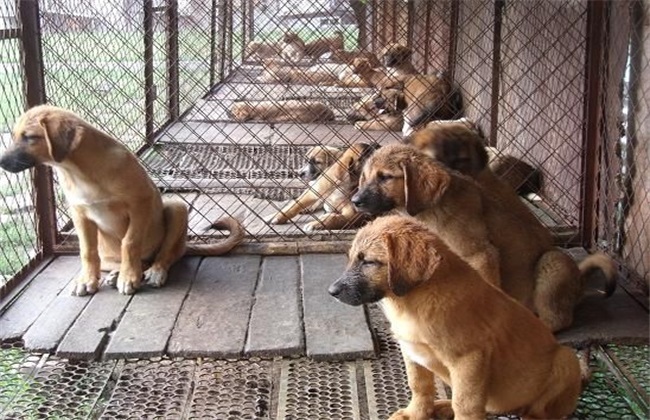 养殖肉狗的技术方法