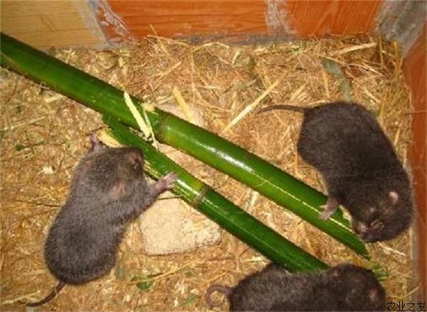 竹鼠养殖多久才可以卖？_0