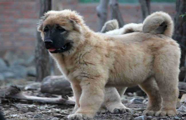 高加索犬的训练方法