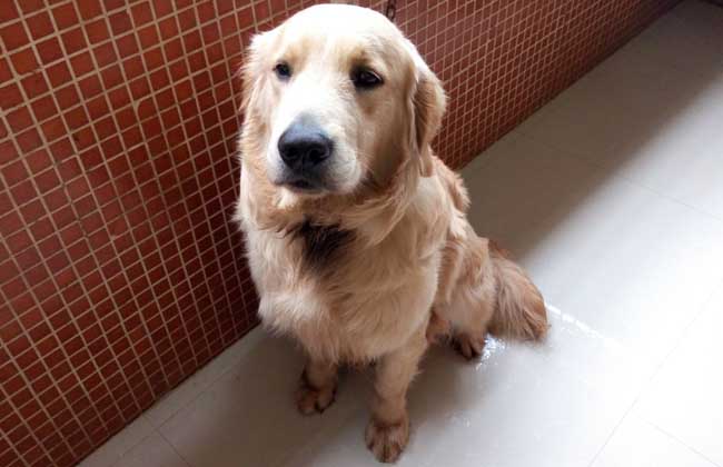 金毛犬怎么训练才好？
