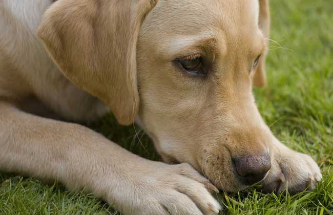 金毛犬和拉布拉多哪个好？