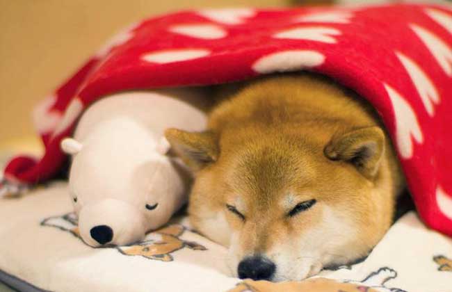 柴犬的智商排多少名？