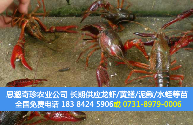 养龙虾要投资多少钱？