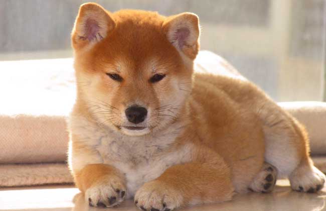 日本柴犬怎么训练？