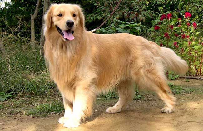 金毛犬体臭怎么办？