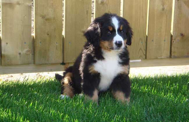 伯恩山犬好养吗？
