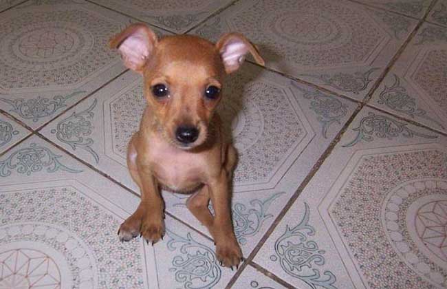 小鹿犬和吉娃娃的区别