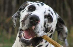 大丹犬怎么饲养？