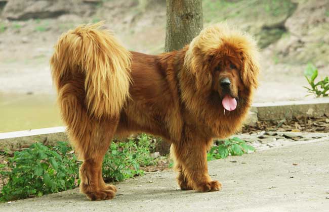 藏獒和狼谁厉害？
