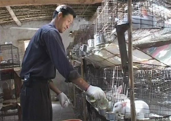 獭兔霉菌毒素中毒的防治