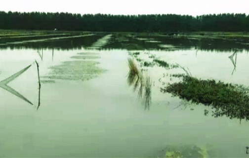 小龙虾池塘水草种植